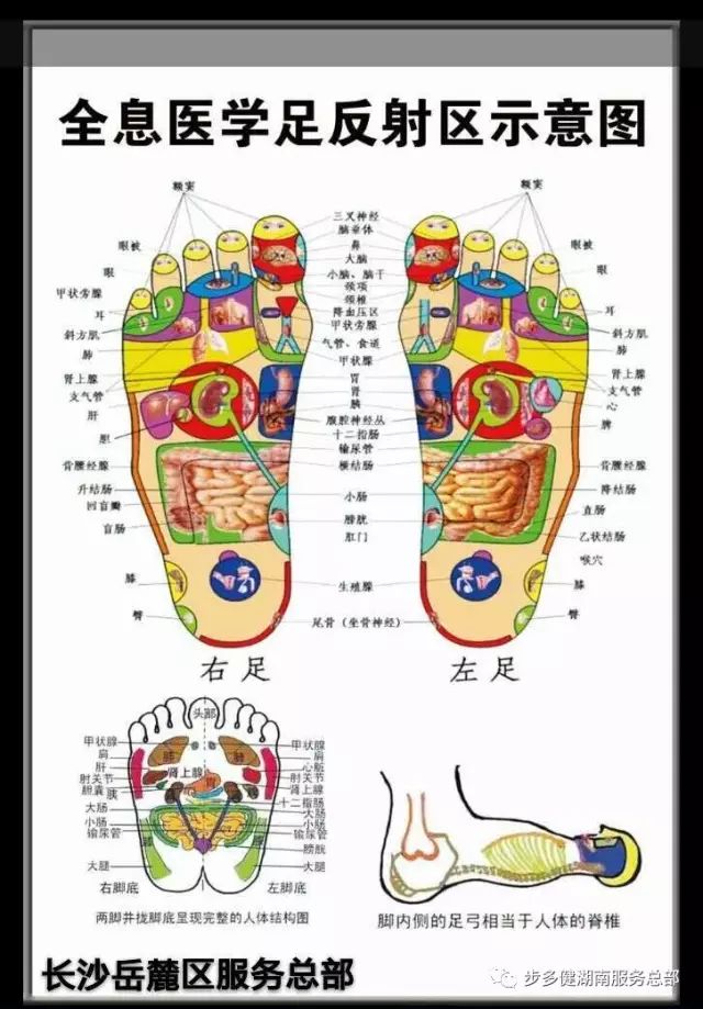 首页 保定美食  4,刺激肾上腺反射区,甲状腺,甲状旁腺反射区,可调换内