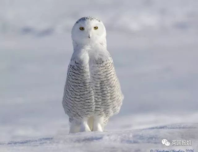 注意是,猛禽!大型的那种!一般呢,人们给雪鸮的定义是"大型猛禽"!