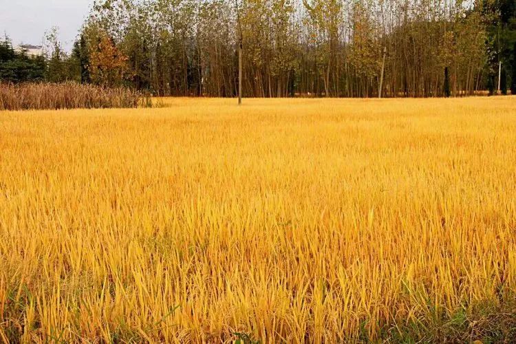 成熟的稻田,秋天最靓丽的风景