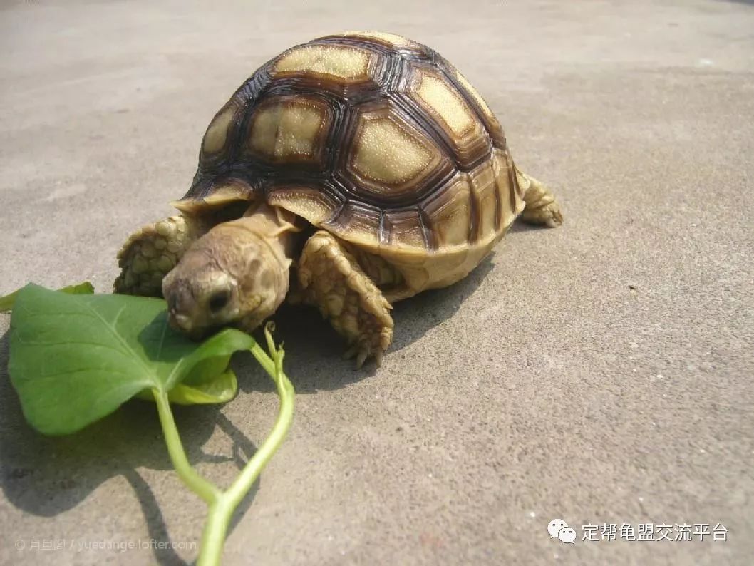 苏卡达陆龟感冒怎么办