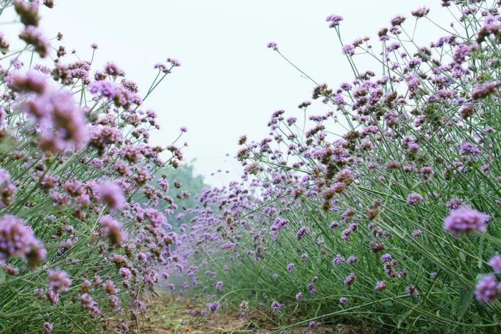 淡淡清香的百合花…趁周末,赶紧约起来 从高空拍出来的太平湖森林