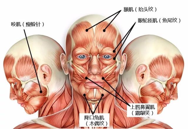 但是面部肌肉很精密很微檬鄙 正文  木偶纹是降口角肌力量过强,导致