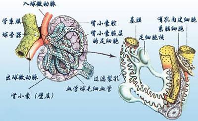 尿蛋白潜血肌酐都是怎么产生的肾病患者都应该知道