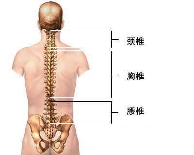 厦航空姐从飞机上跌落地面 胸十二椎体压缩性骨折