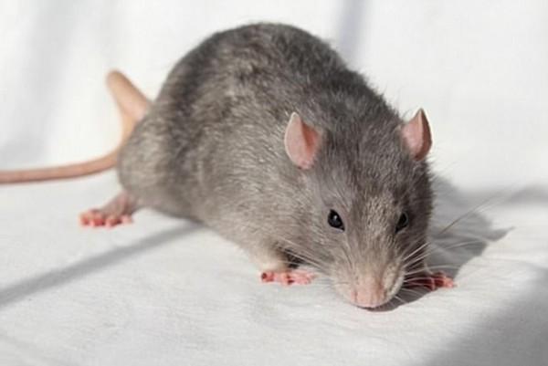 "迷你人脑"植入老鼠爆争议:我是老鼠还是人?