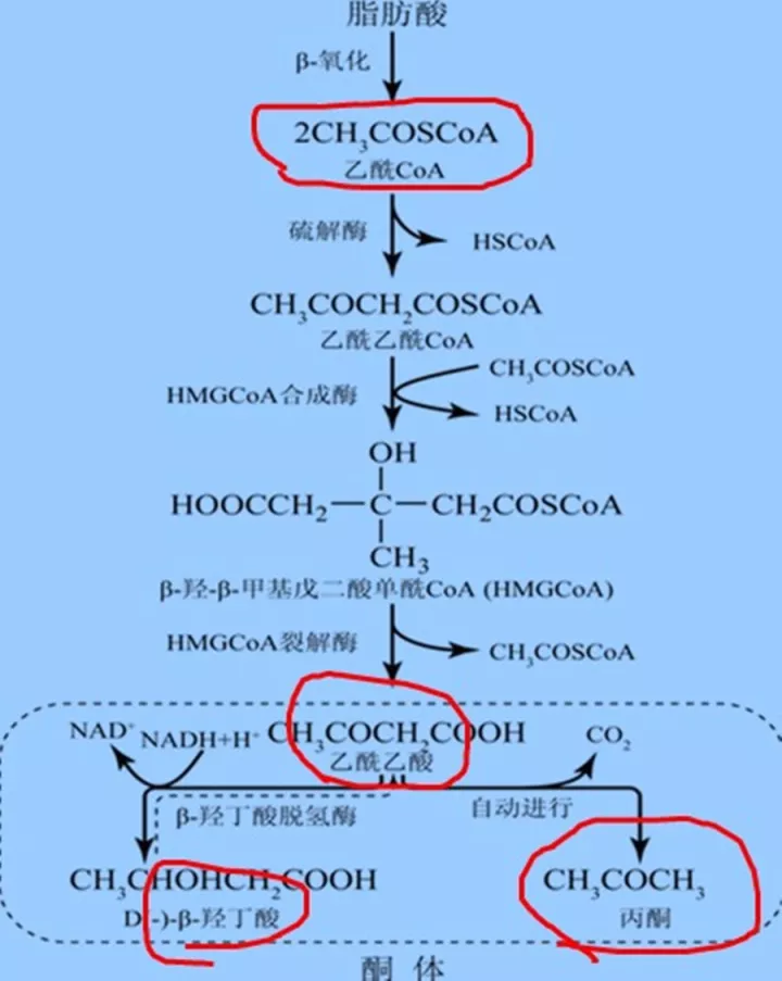 为什么会产生酮体呢?那是因为碳水化合物不足!