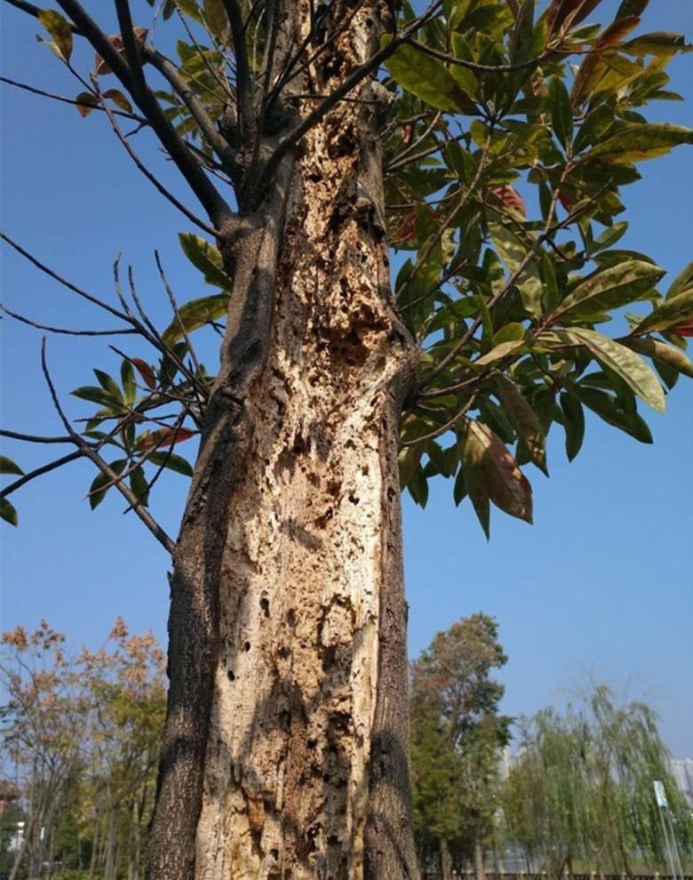 岳阳:南津古渡广场树木疑遭白蚁侵袭 盼救治