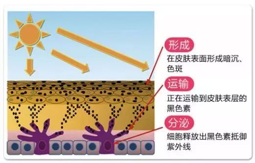 让皮肤"生锈"的罪魁祸首——自由基