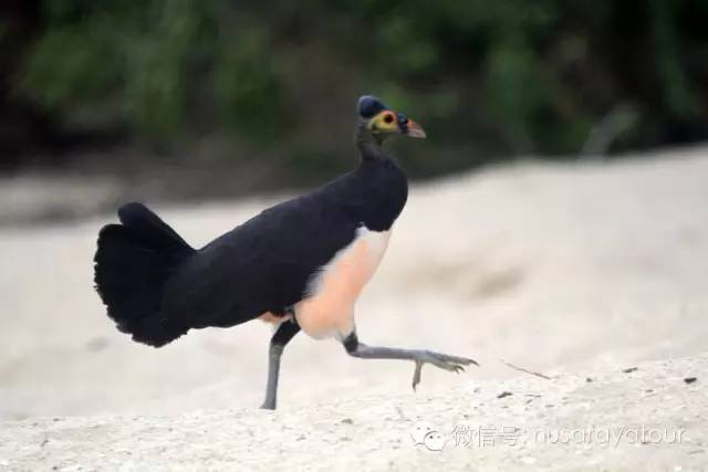 名:macrocephalon maleo,又名苏拉威西冢雉,西里伯斯大头鸡或营冢鸟