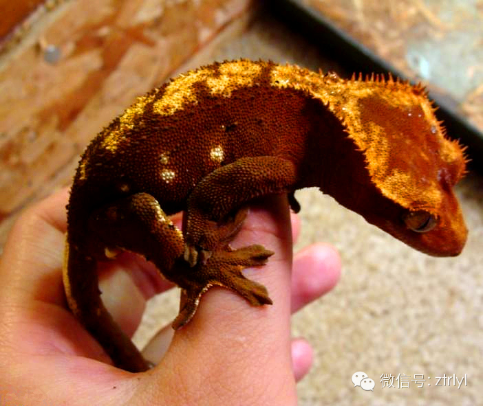 睫角守宫(crested gecko)饲养&繁殖介绍!