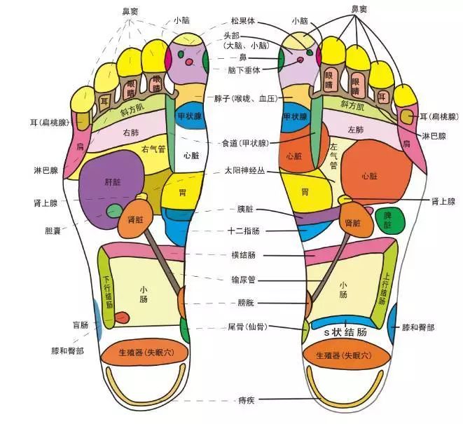 穴位图解 大家可以看到脚部遍布 各脏腑器官的反射区,穴位以及经络,这