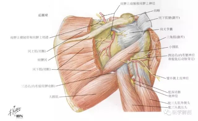 图文| 肩袖解剖详解!