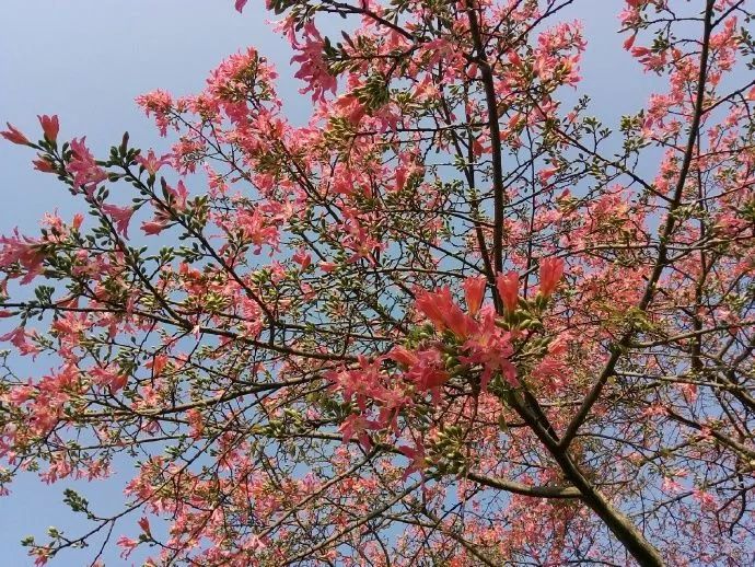 图by北尖风 这棵最美花树名叫异木棉树 冬季开花 满树的,简直美