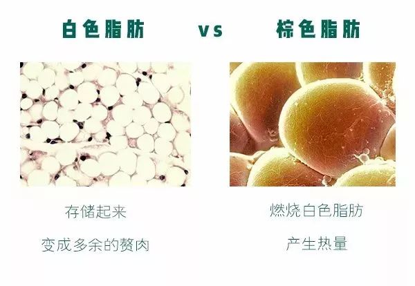 存在两种类型的脂肪组织人类和其他哺乳动物体内因为他们的基因太不