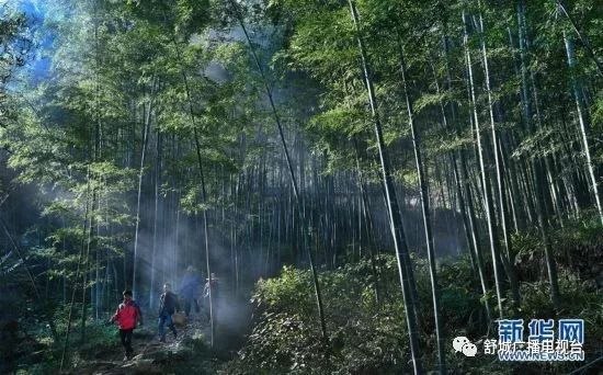 万佛湖镇羊山村 五显镇石关村竹海沐浴在朝霞中 舒城广播电视台综合