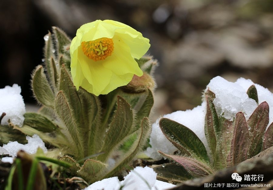 那些雪中绽放的高山野花