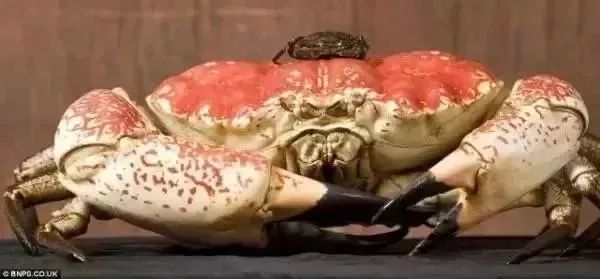 皇帝蟹才是真正的螃蟹之王——它是世界上最重的螃蟹.