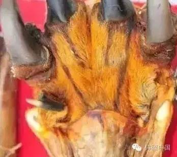 假虎爪的骨头部位采用的是牛骨冒充,皮毛则是用的狗皮干燥后进行染色