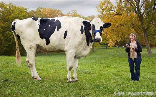 blosom:全世界最高的奶牛,身高1米95.