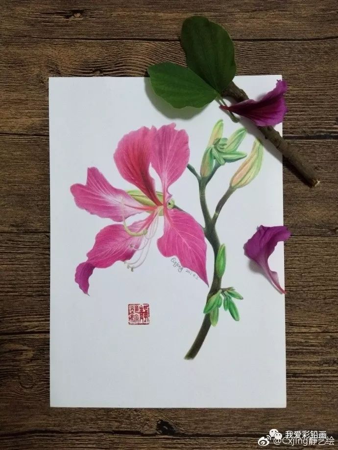 彩铅手绘—紫荆花