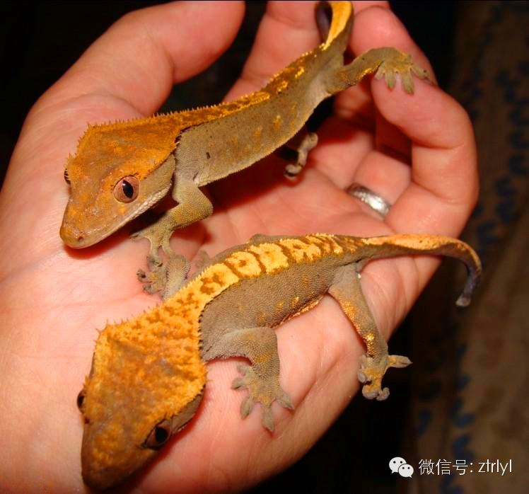 睫角守宫(crested gecko)饲养&繁殖介绍!