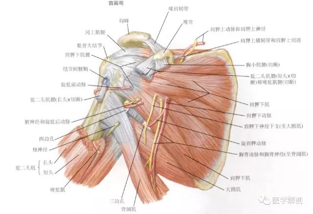 图文| 肩袖解剖详解!