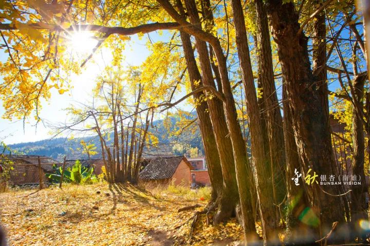 11月14/17日韶关云门山玻璃桥,丽宫温泉,南雄坪田赏银杏二日游