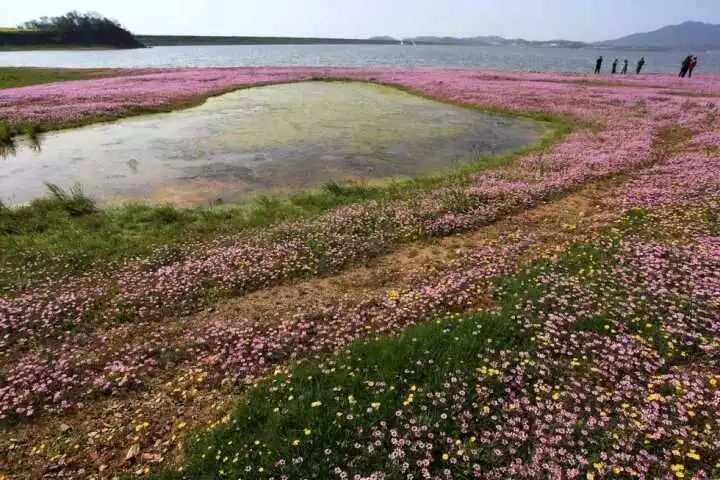 11月17日/19日(二期): 余干欣赏蓼子花,鄱阳湖花海一日游只需150元