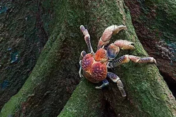 海洋科普 | 帝王蟹,椰子蟹,巨螯蟹……谁才是真正的蟹
