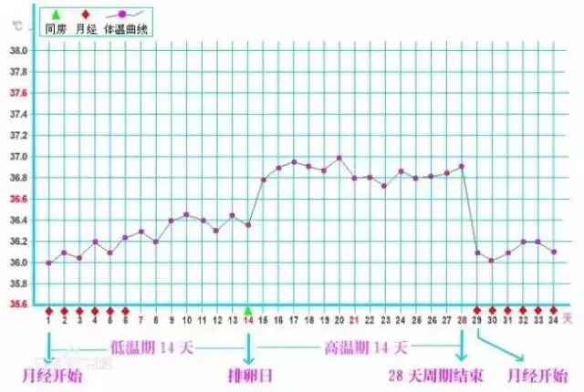 黄体功能不足的体温会是怎样的?