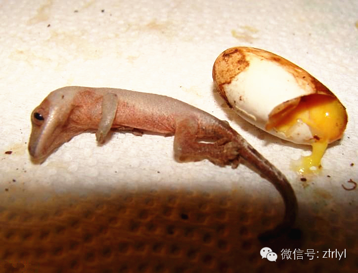 睫角守宫(crested gecko)饲养&繁殖介绍!