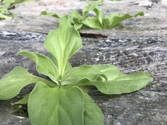 他种菜不走寻常路这位蔬菜大王就是都江堰的蒯世军,他可是一位资深的