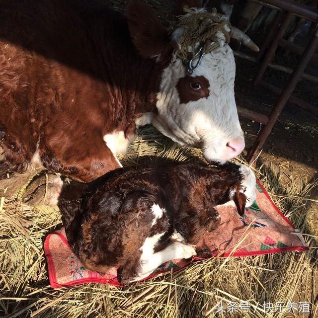新生犊牛护理应注意6问题,纯干货养牛技术