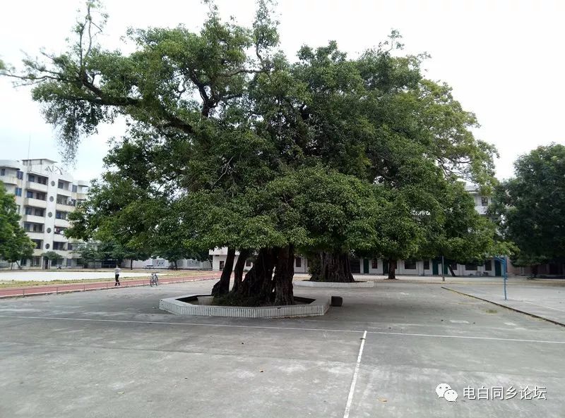 电白人口村_电白蓝田坡村(2)