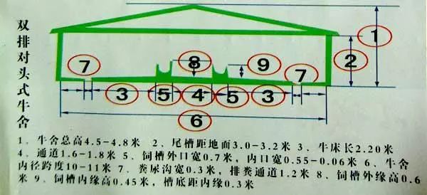 肉牛养殖场平面设计图养牛场牛棚牛舍图纸