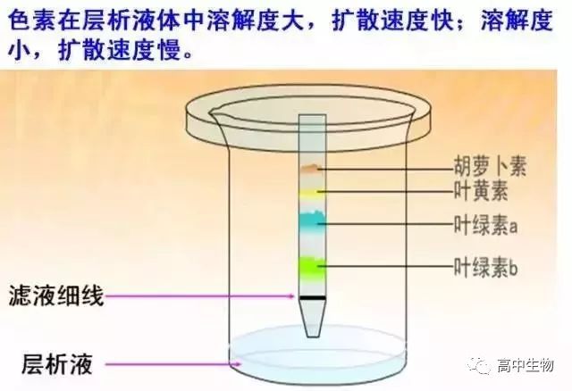 色素的原理_激光治疗色素病变原理