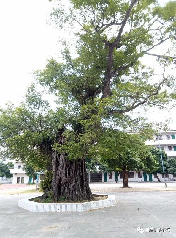 电白人口村_电白蓝田坡村(3)