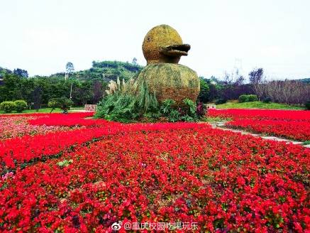 3200万重庆人有福了!重庆漫山菊花已开,这个周末去做现代"陶渊明!