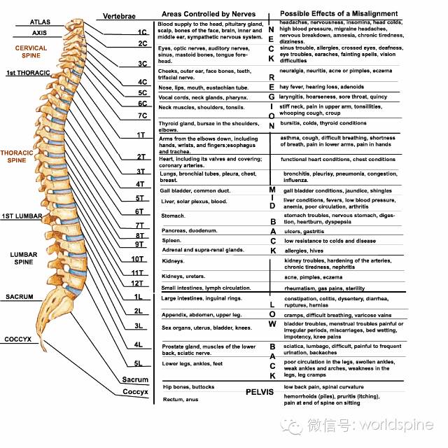 脊髓之解剖