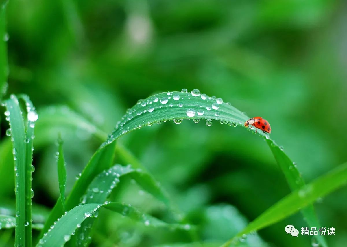 露珠与小草