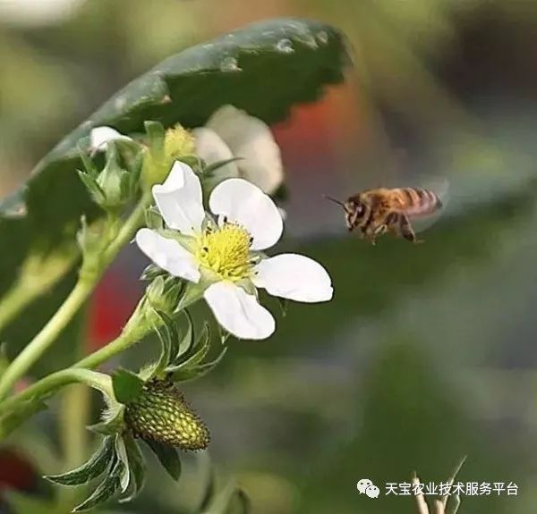 草莓大棚现花蕾蜜蜂授粉要相随