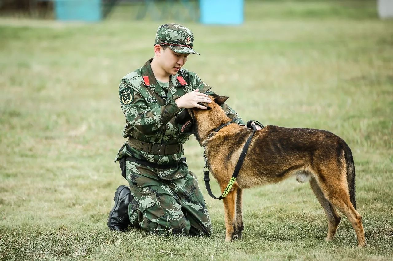 嘉宾真性情流露人犬情深尽显奇兵神犬节奏加快渐入佳境