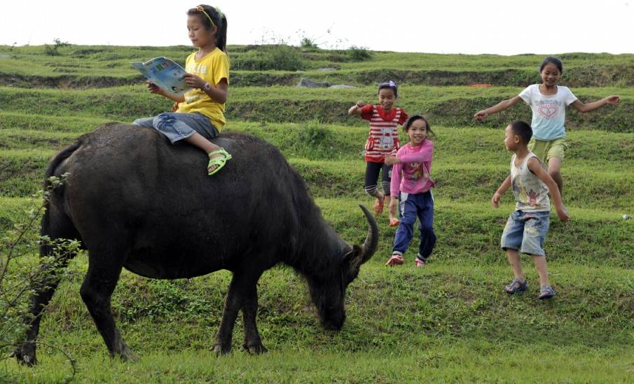 农村孩子放假后放放牛,看看书.