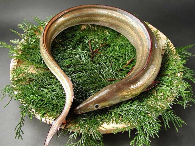 而日语里的鳢是一种海鳗鱼.俗称狼牙鳝.