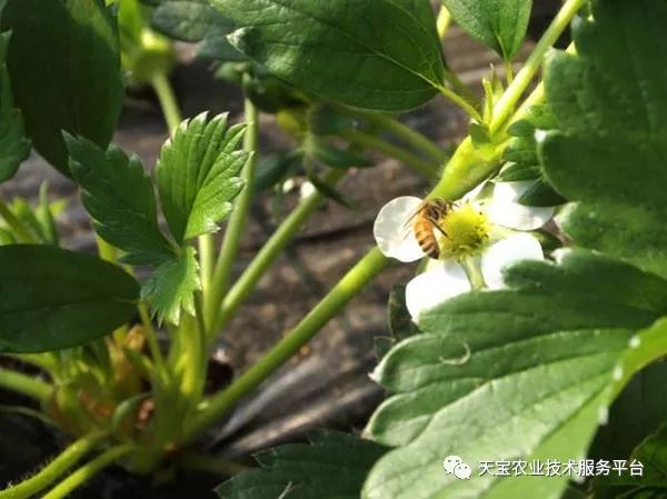 草莓大棚现花蕾蜜蜂授粉要相随