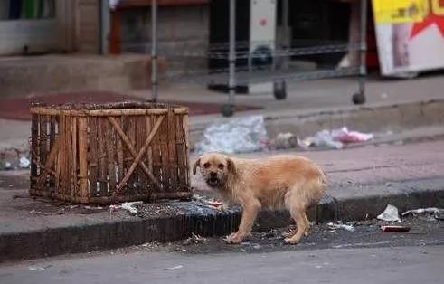 原创丨阿克苏的流浪狗:"感谢你让我再活一次!