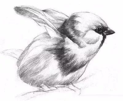 素描画动物教程:素描小鸟的画法