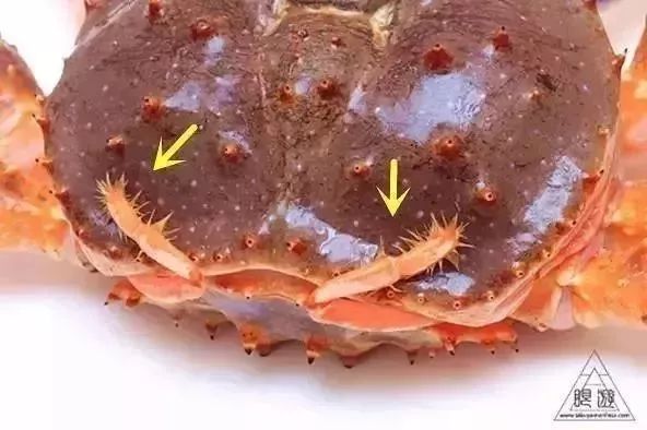 海洋蟹怎么吃