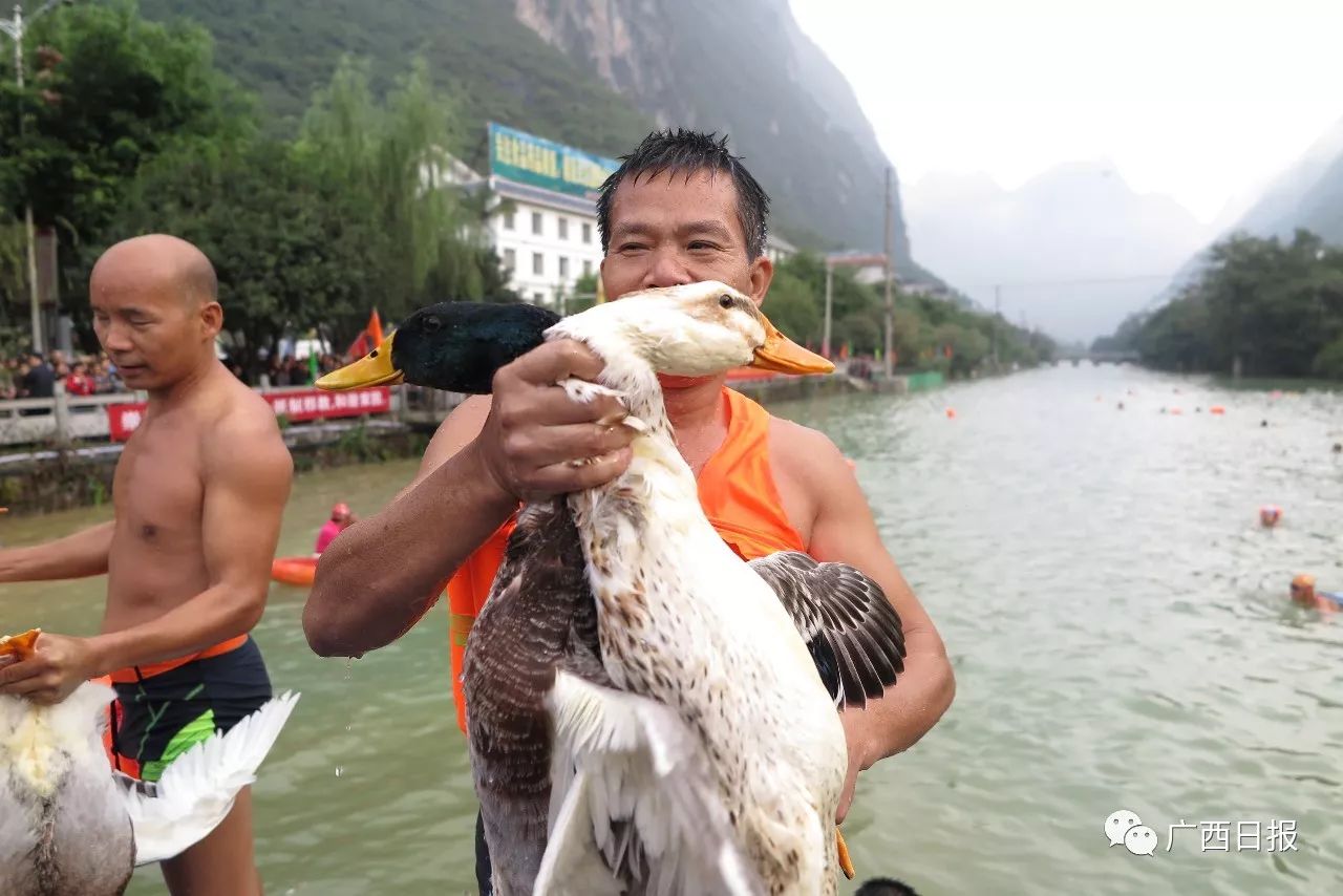 一只"成精鸭,潜水功夫一级棒,超长憋气,一言不合就消失,堪称神出鬼没