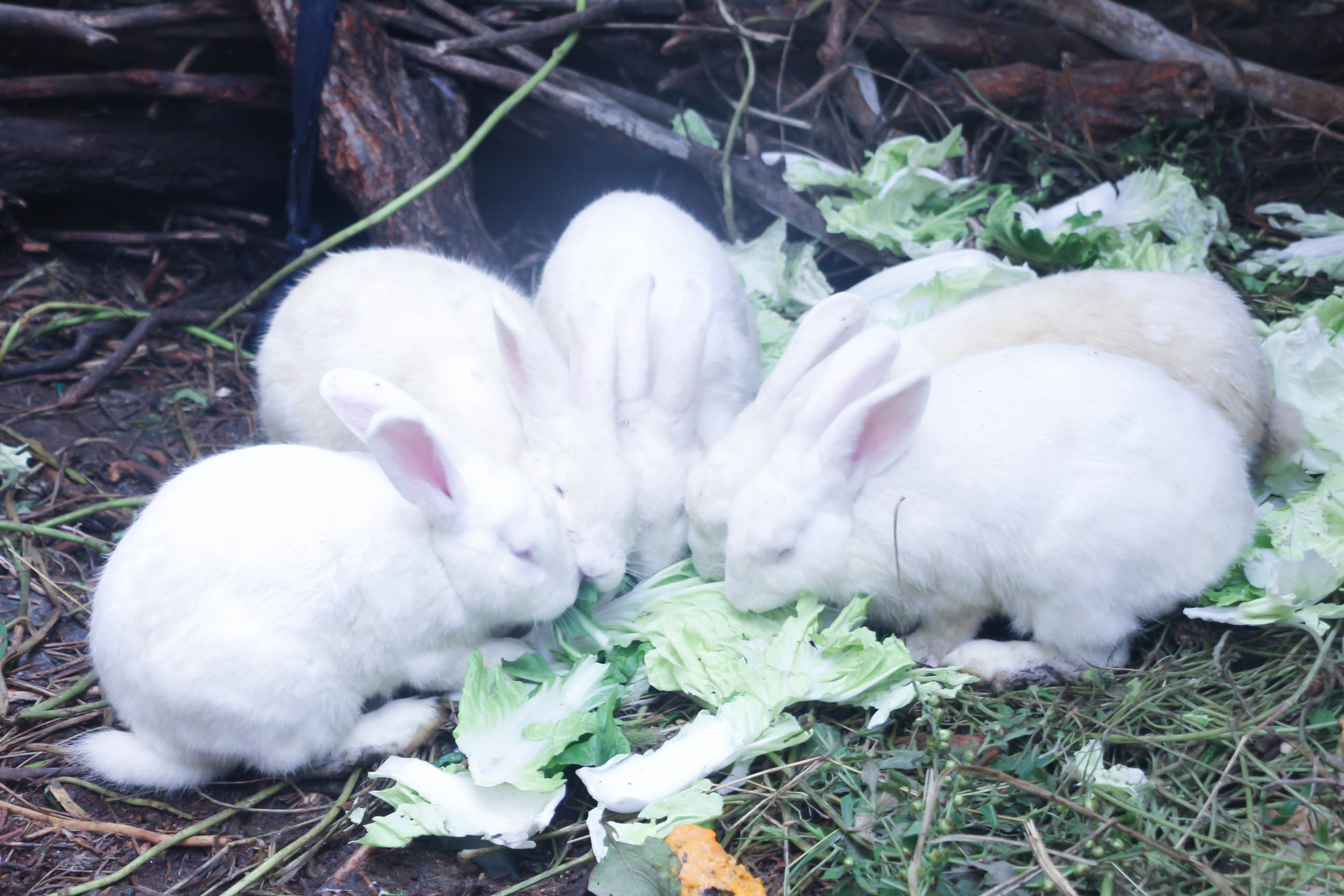 姥姥家的兔子,乐同学可是没少喂食,大清早就起来看兔子咯,真行!